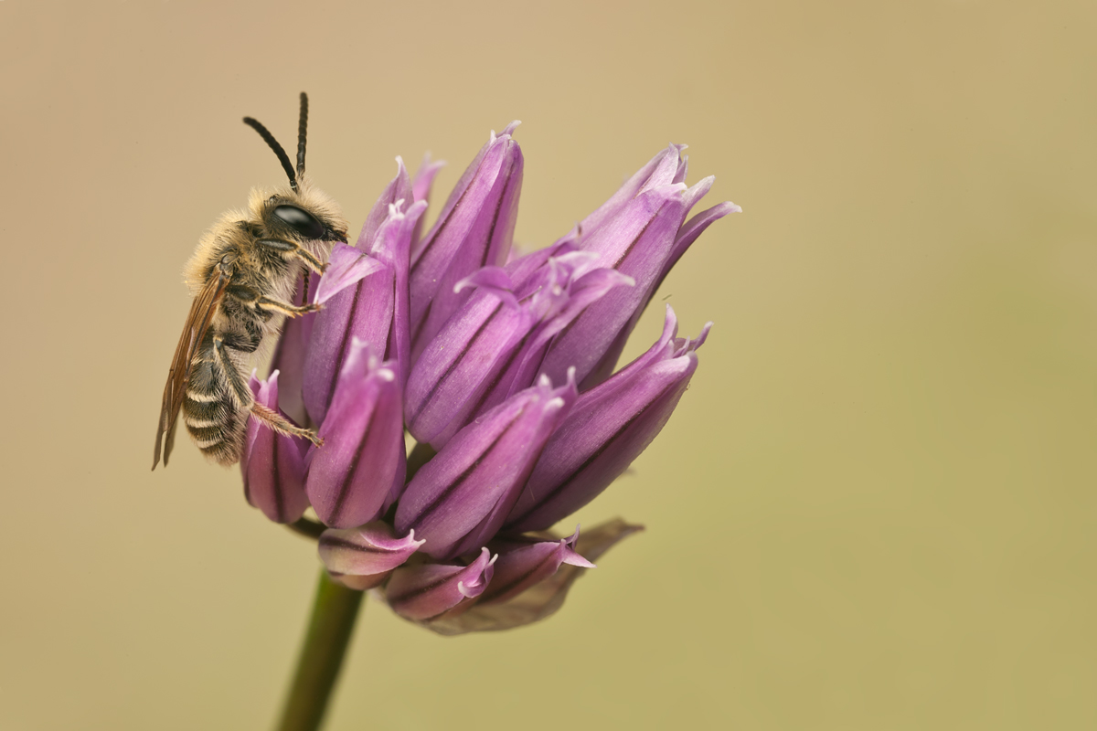 Unknown Bee